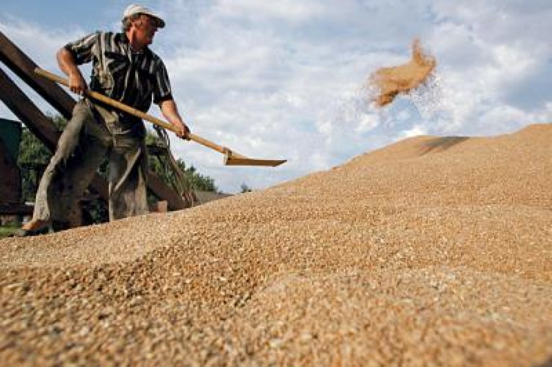 Previziunile pentru recolta ruseasca de cereale, tot mai mici