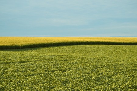 Spania ar vrea ca UE sa importe cereale modificate genetic