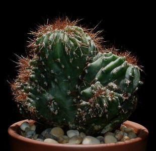 Pasiune pentru ţepi. Cele mai întâlnite specii de cactus