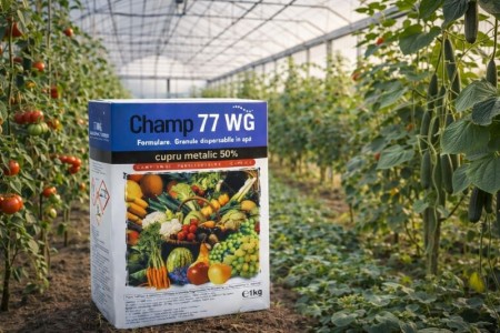 Cand si cum se foloseste Champ 77 WG - ghid practic pentru tratamentele cu cupru