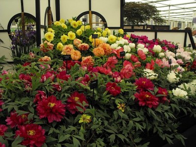 Peisagiştii din toată lumea se pregătesc pentru Chelsea Flower Show, cea mai cunoscută expoziţie florală