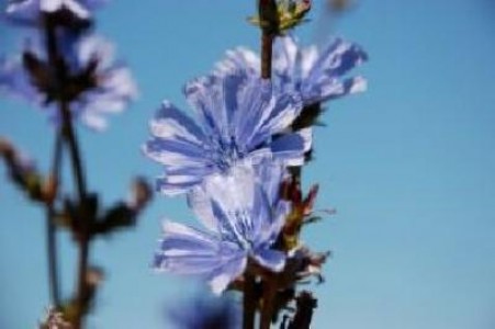Cicoarea, cultura si efecte medicinale