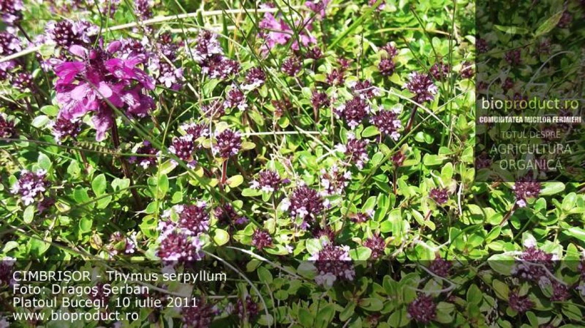 Cimbrişorul (thymus serpyllum) - condiment şi medicament