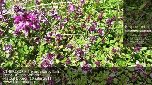 Cimbrişorul (thymus serpyllum) - condiment şi medicament