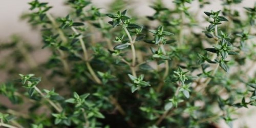 Cat de profitabila este cultivarea plantelor aromatice? Exemplu de calcul de profitabilitate in cultura cimbrului