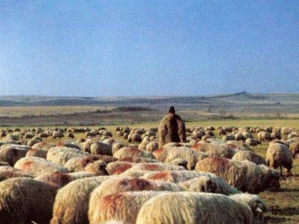 Ciobanii au luat cu asalt sediul Ministerului Agriculturii