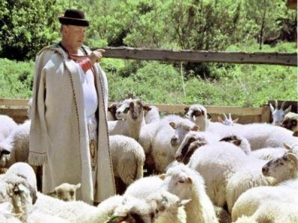 Fermierii care raporteaza gresit numarul de animale risca sa ramana fara subventii