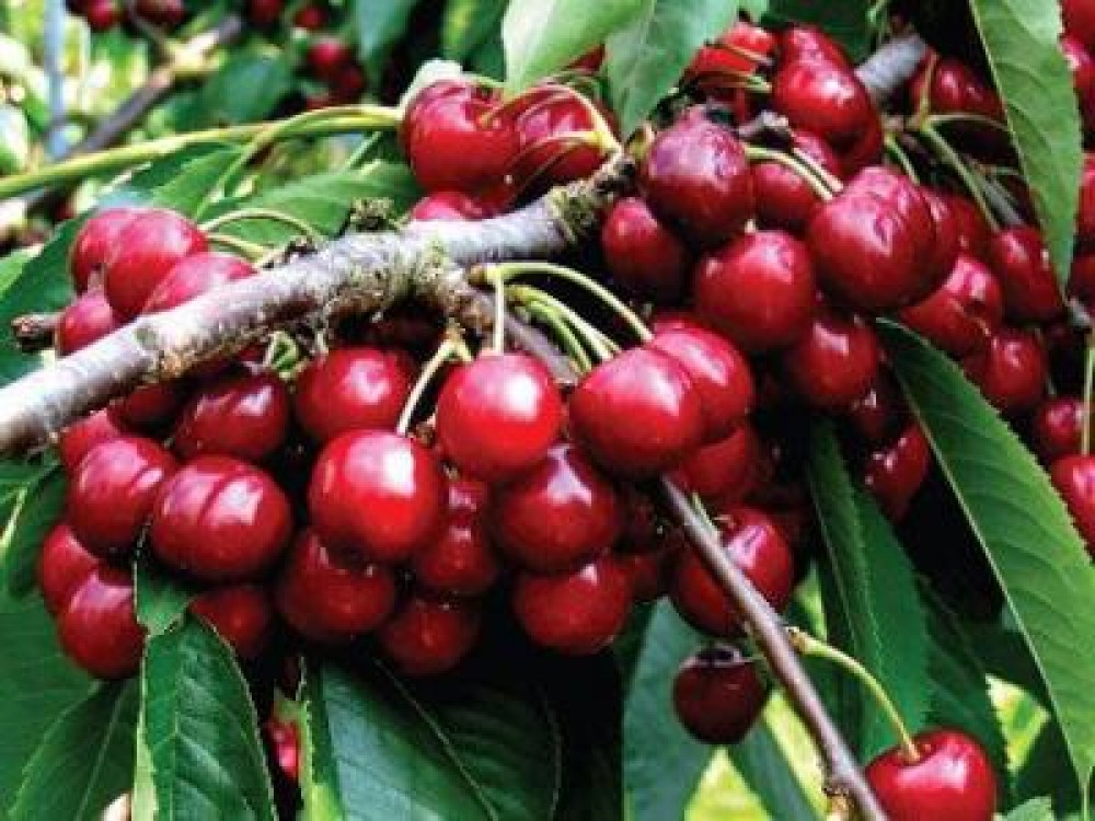 Productie slaba de cirese in 2012