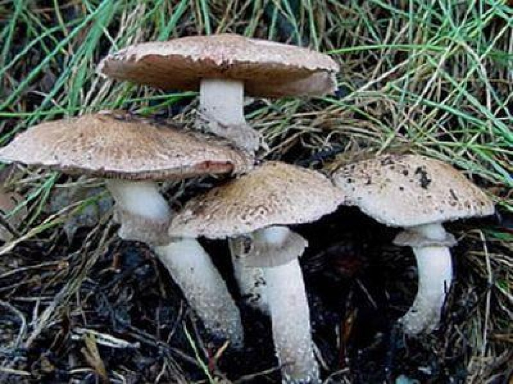 Ciupercile de padure, o afacere profitabila in aceasta perioada