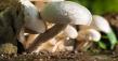 Cultivarea ciupercilor: Insamantarea substratului de cultura la ciuperci
