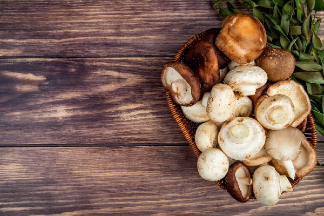 Ciuperci champignon. Prevenirea si combaterea atacului acarienilor