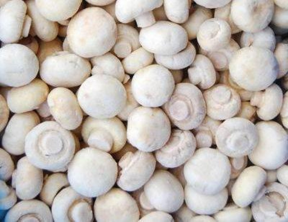 Salaj: Productia de ciuperci a judetului e estimata la 7000 de tone anual