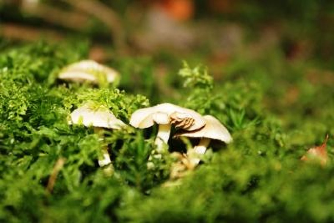 Factorii biologici de cultura a ciupercilor Agaricus bisporus