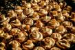 Ciupercile champignon si valoarea lor terapeutica