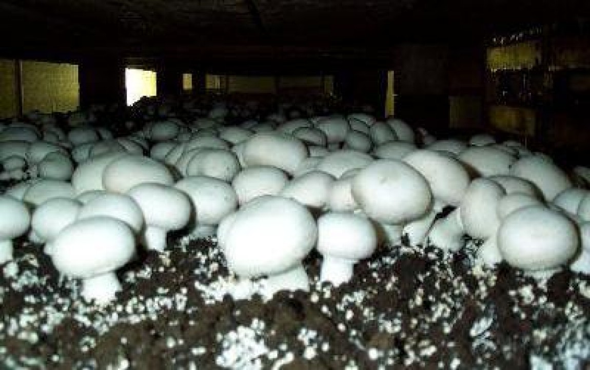 Apa si umiditatea in cultura champignon