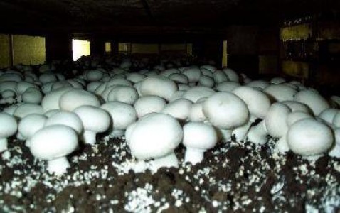 Apa si umiditatea in cultura champignon