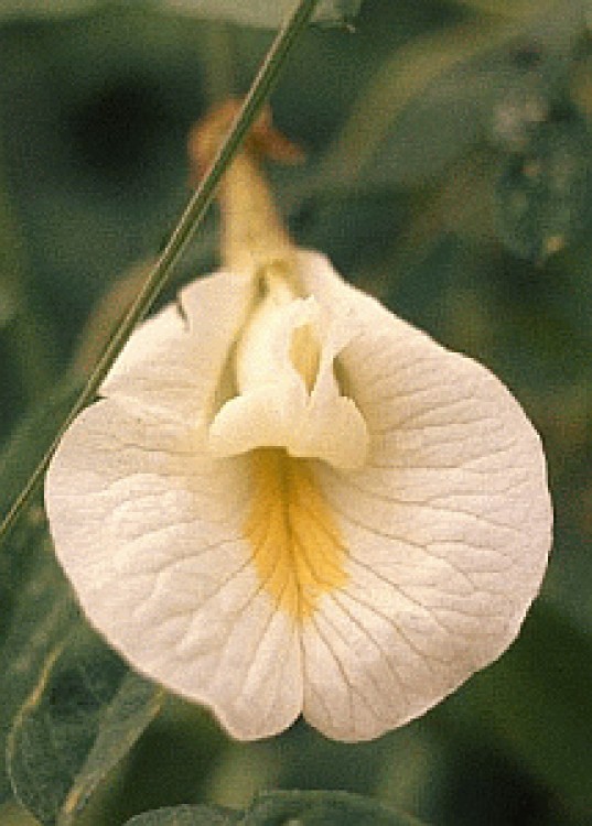 Flori tentante. Astăzi, clitoria!