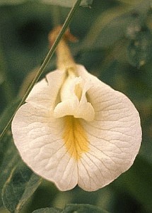 Flori tentante. Astăzi, clitoria!