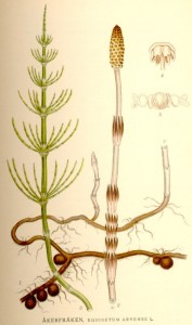 Tratamente naturiste pentru plante - Ceai de coada calului (Equisetum arvense)