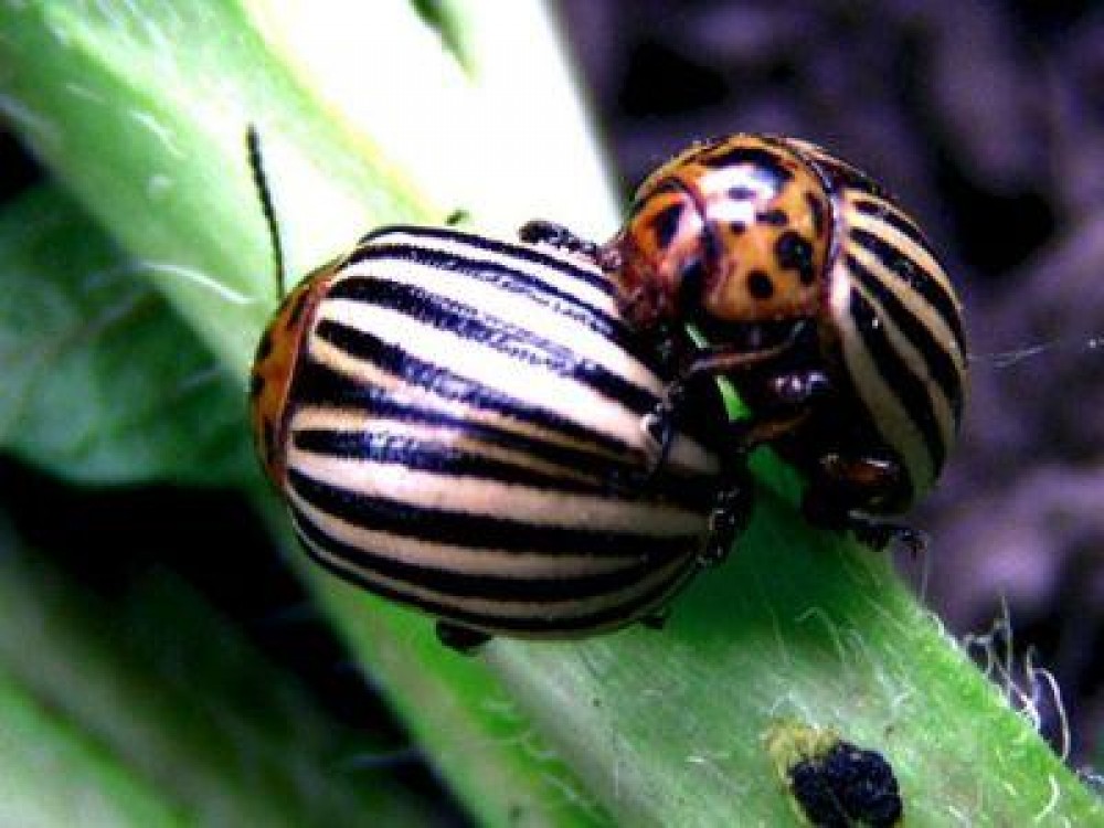 Tratamente fitosanitare impotriva gandacilor de Colorado