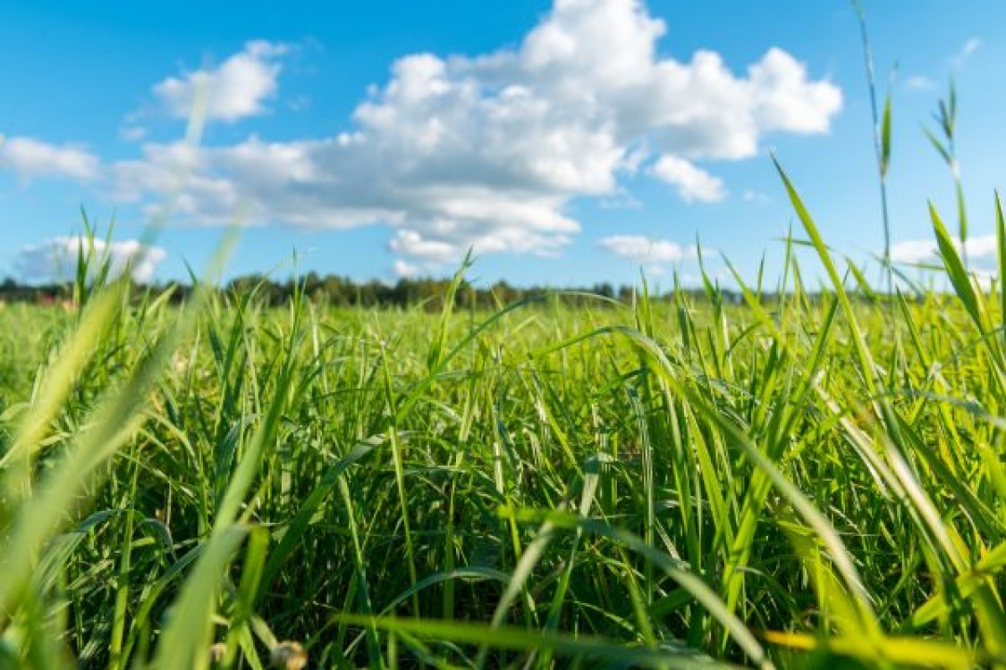 Combaterea buruienilor in sistem ecologic. Masuri preventive
