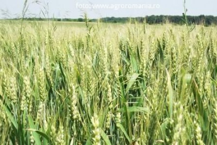 Combaterea fainarii la grau