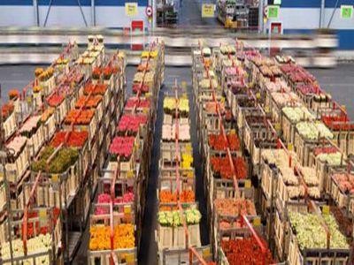 Excedent de jumatate de miliard de euro din comertul cu produse agricole