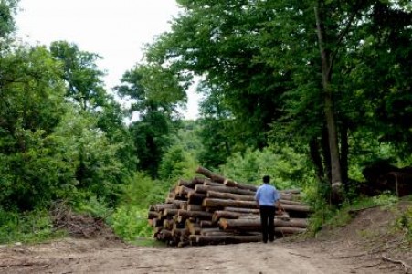 Comisia Europeana ne avertizeaza sa oprim taierile ilegale de padure
