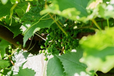 Cum protejezi vita de vie in perioada de compactare a ciorchinilor, fara sa afecteze calitatea vinului