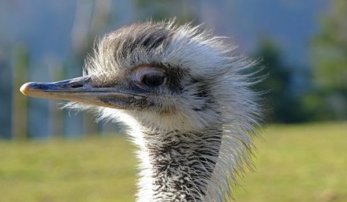 Comportamentul strutilor. Metode de baza in crestere