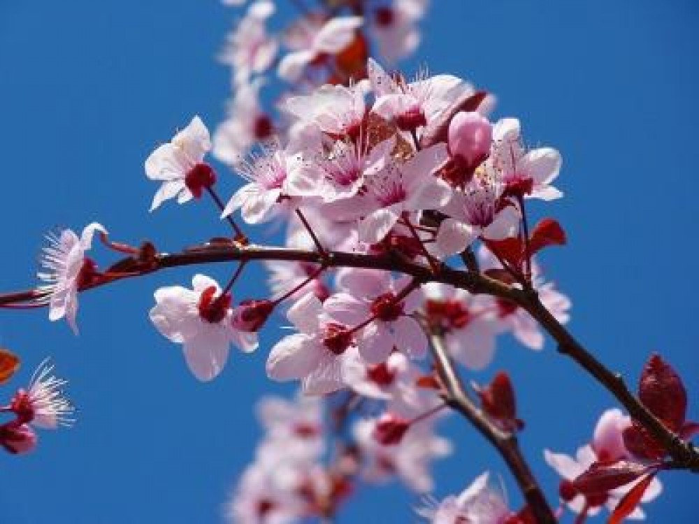 Concurs pentru horticultori romani. Se cauta solutii inovative