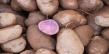 Conditii de luat in considerare la plantarea cartofilor mov