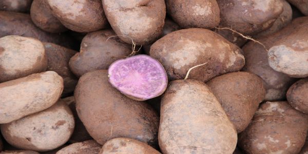 conditii-de-luat-in-considerare-la-plantarea-cartofilor-mov