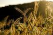 MADR: Congo va cumpara cereale din Romania