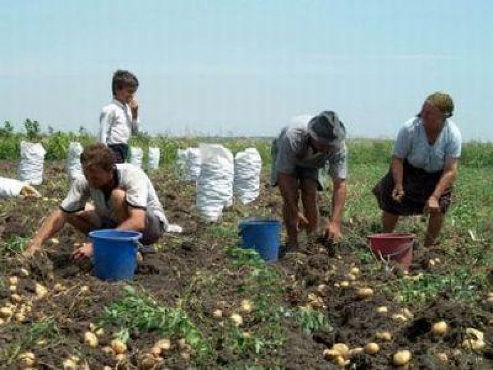 AFIR a reziliat 11.000 de contracte de finantare pe vechiul PNDR