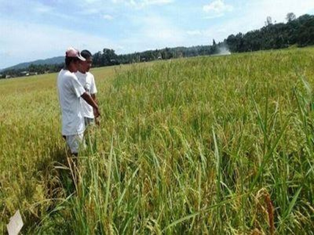 Cum au fost repartizati fermierii in esantionul de control