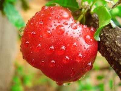 Controale la achizitiile intracomunitare de legume-fructe si produse congelate