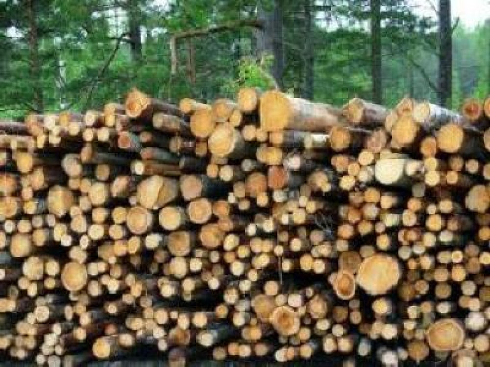 Controale silvice in judetele Suceava si Neamt