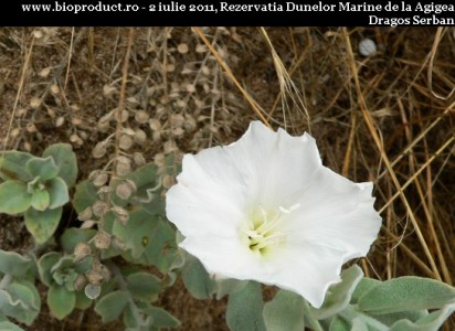 Convolvulus persicus - volbura de nisip. Iulie 2011, Agigea