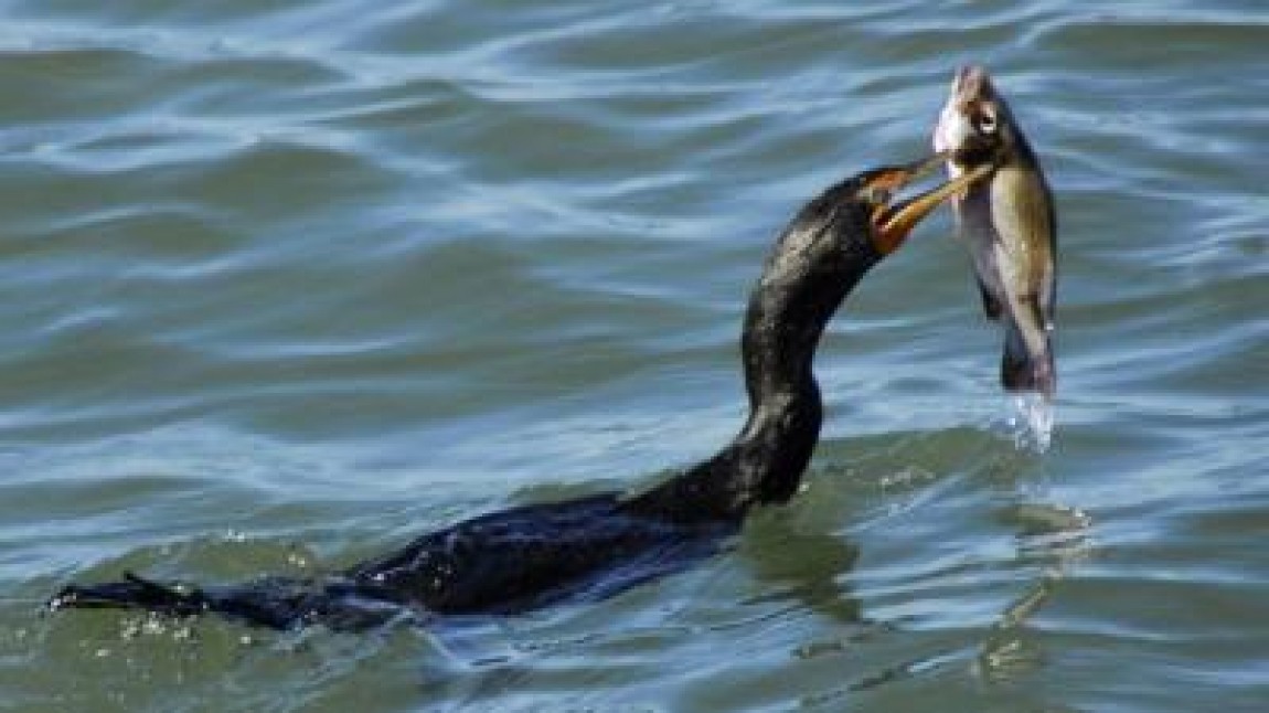 Adrian Oros: Cormoranii sunt o problema si vor fi vanati