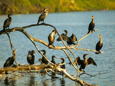 Producatorii piscicoli sustin pozitia exprimata de  ministrul Daea, in problema cormoranilor