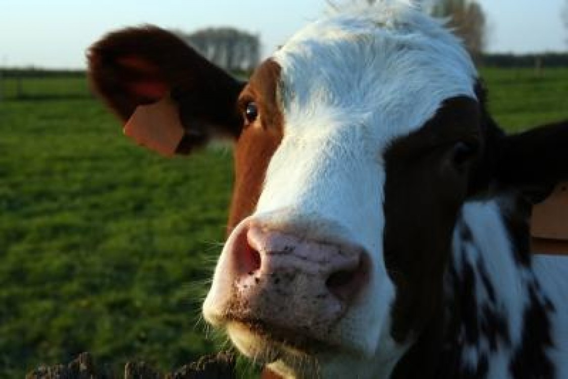 Producatori de lapte membri ai cooperativei RomLacta isi doresc sa asigure o cota de 10% din productia interna