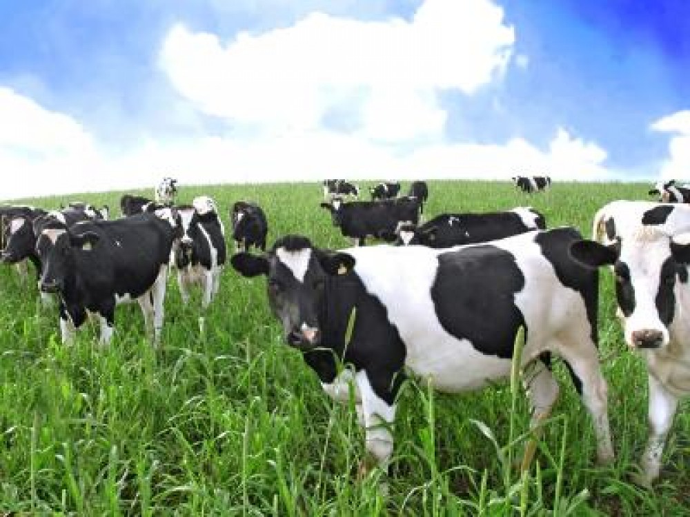 Fermierii europeni solicita CE sa reduca presiunea asupra producatorilor de lapte