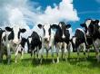 Crescatorii de bovine mai au de asteptat o luna pana isi vor primi avansurile