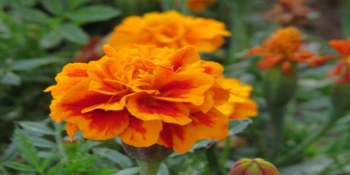 Craite: intretinere in gradina