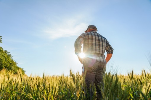 De la ferma mica la exploatatie competitiva: strategii de crestere graduala cand esti cultivator de cereale, in era digitala