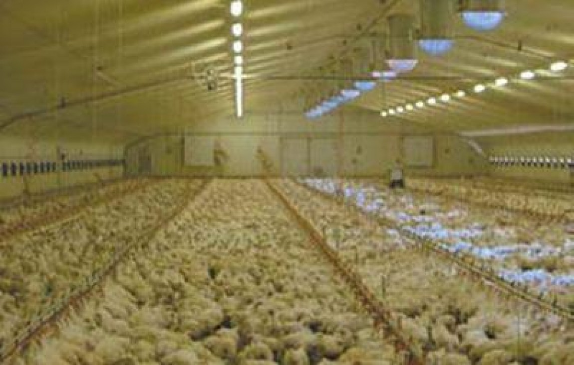 Noi conventii incheiate de APIA cu bancile, privind acordarea de credite crescatorilor de pasari