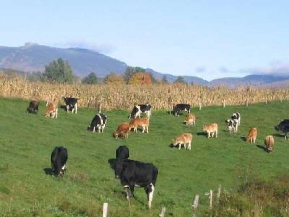 Crescatorii de animale vor TVA redus in sectorul zootehnic