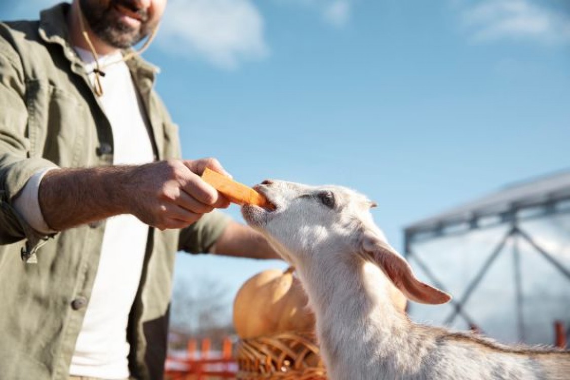 Guvernul faciliteaza normele. Crescatorii de animale pot beneficia de terenuri de la ADS
