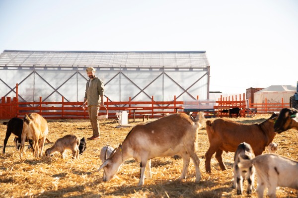 o-noua-schema-pentru-fermieri-explicatii-privind-sectorul-cresterii-animalelor